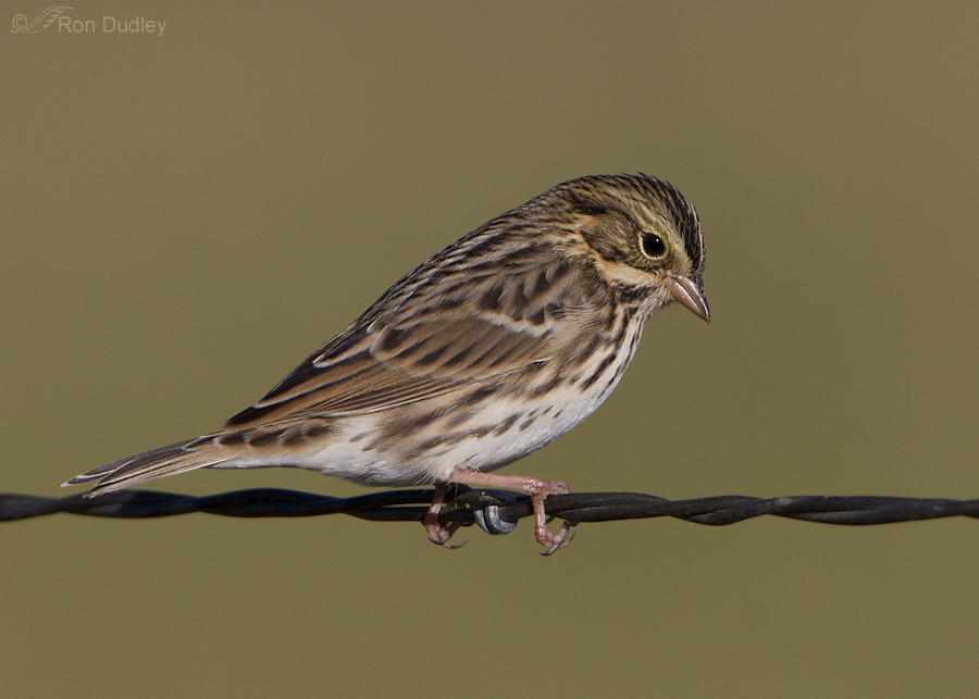 savannah sparrow 2259 ron dudley