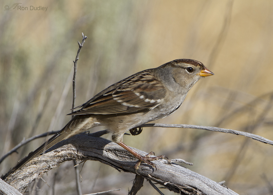 white crowned sparrow 8376 ron dudley