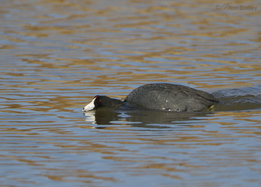 american coot 2287 ron dudley