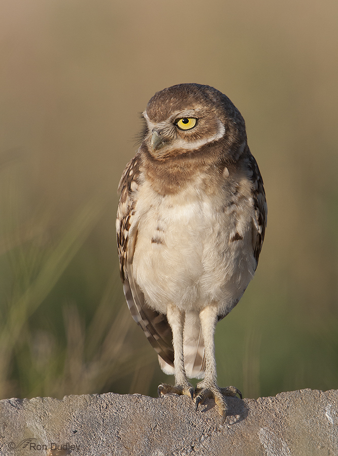 burrowing owl 8909 ron dudley