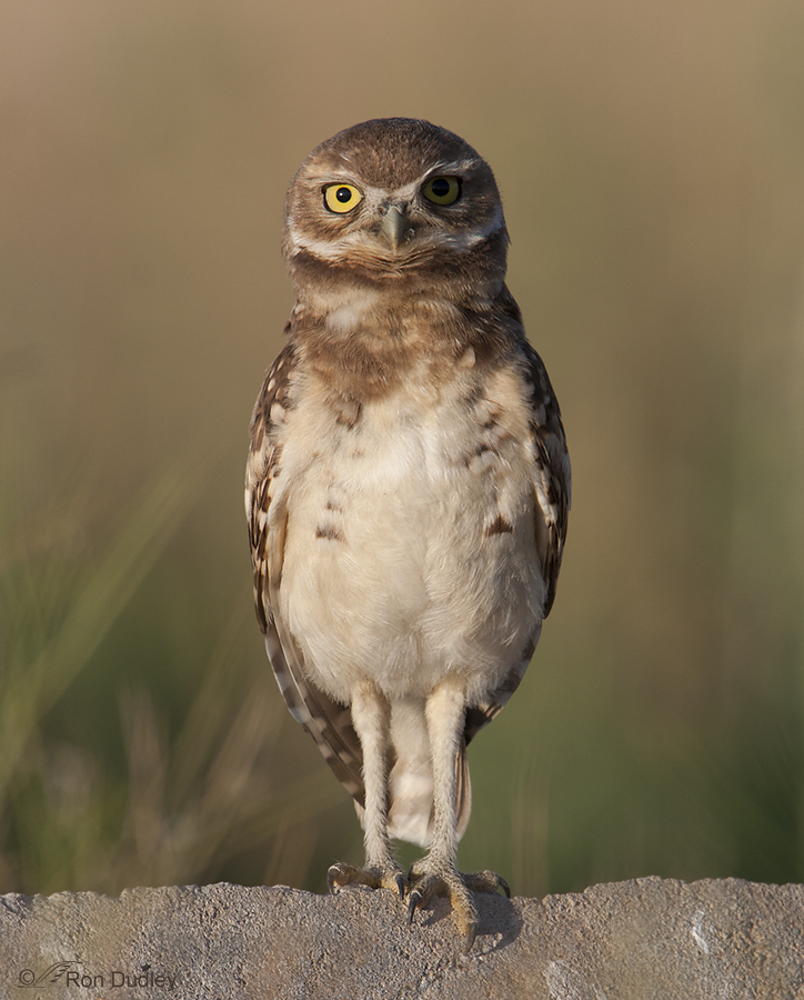 burrowing owl 8918 ron dudley