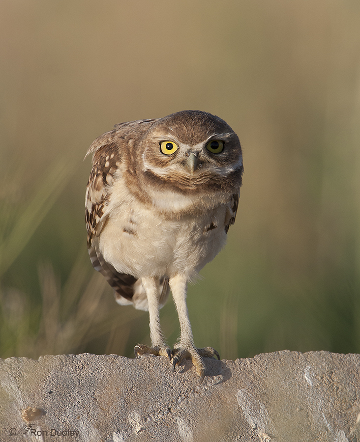 burrowing owl 8927 ron dudley