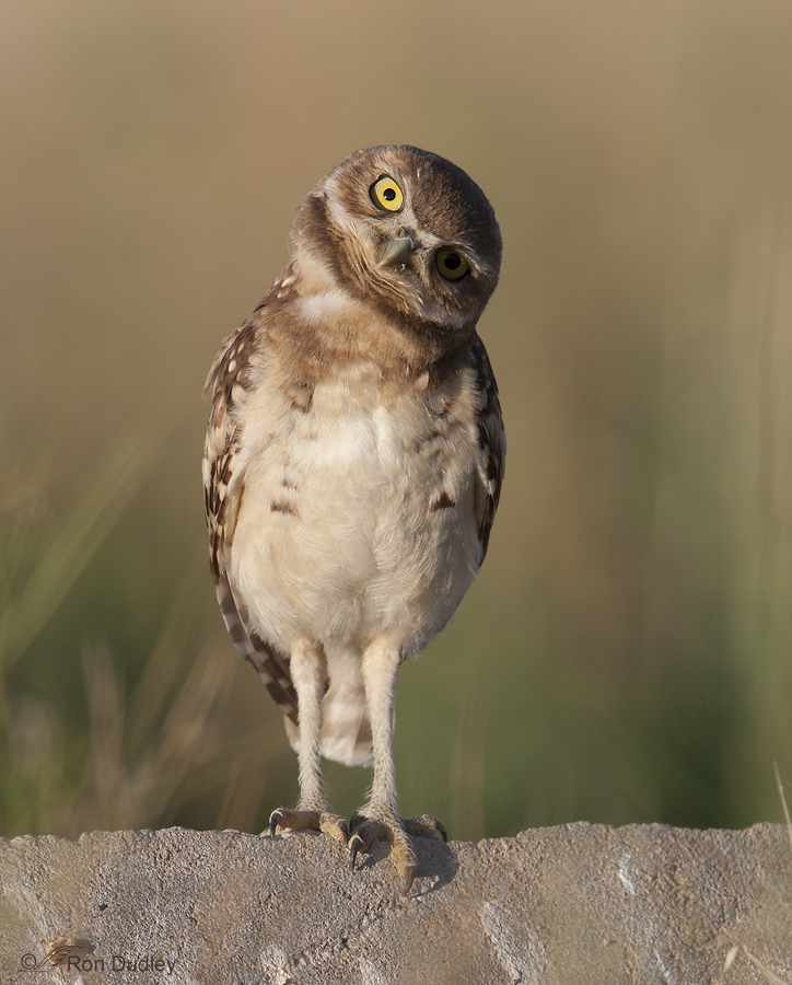 burrowing owl 8930 ron dudley