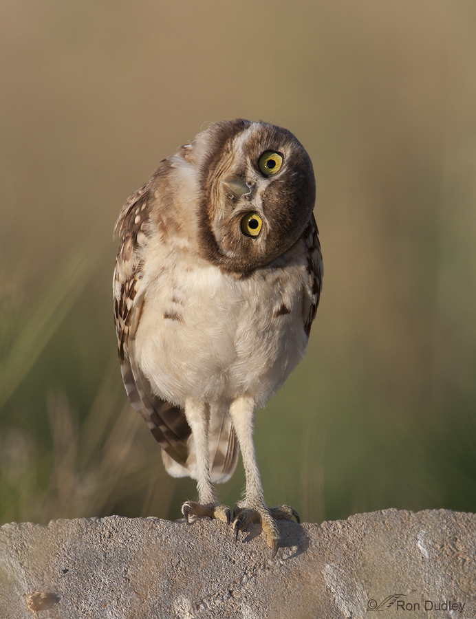 burrowing owl 8931 ron dudley