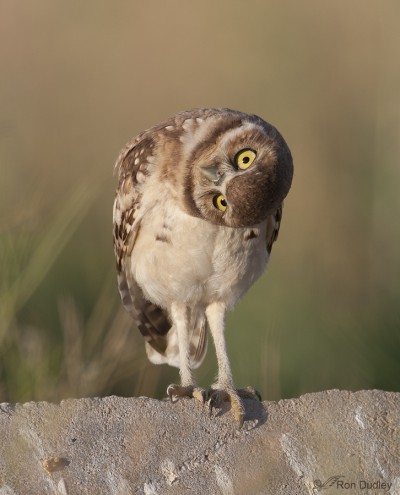 Juvenile Burrowing Owl Parallaxing – Feathered Photography