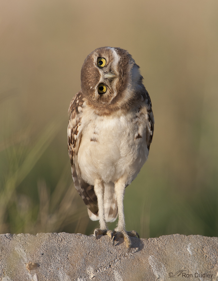 burrowing owl 8944 ron dudley