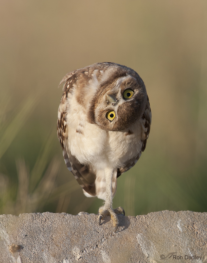 burrowing owl 8956 ron dudley