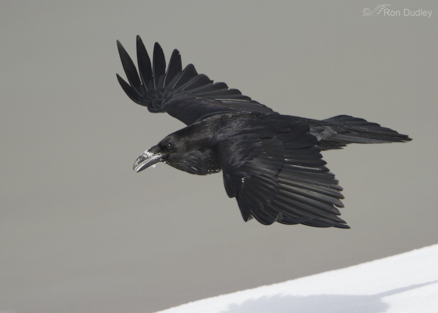 common raven 6758 ron dudley