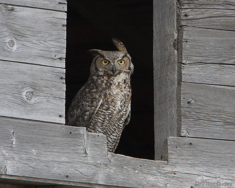 great horned owl 8686 ron dudley