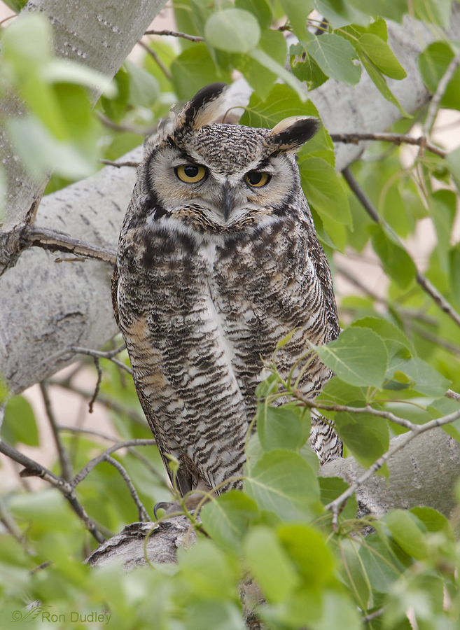 great horned owl 9167 ron dudley