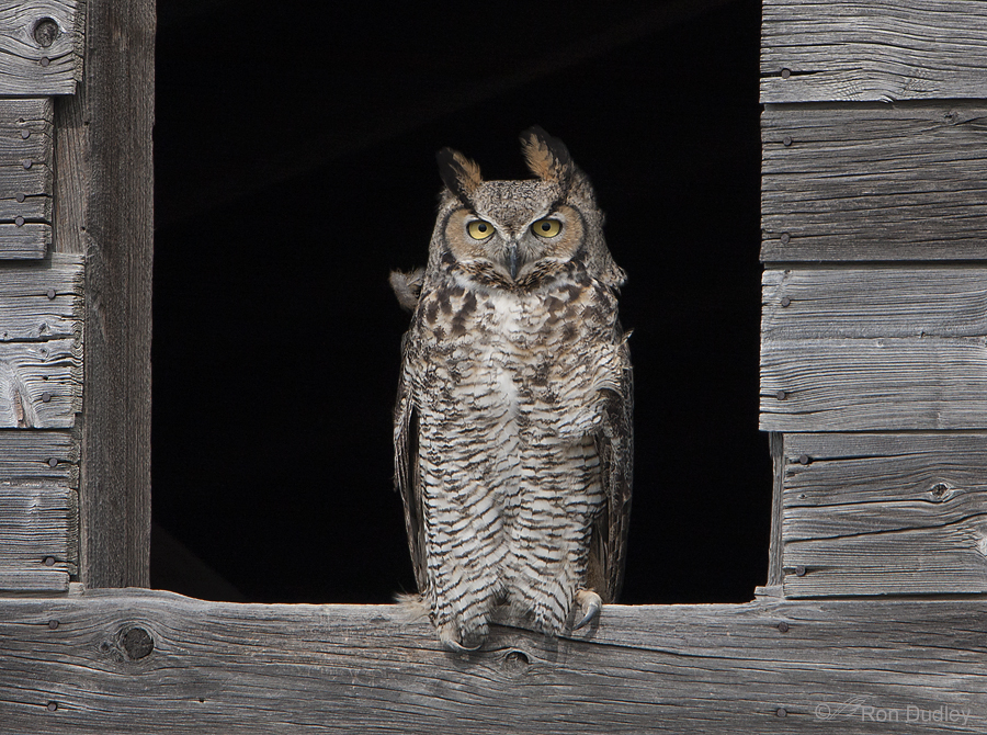 great horned owl 9287 ron dudley