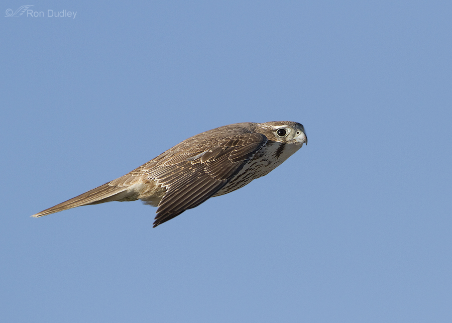 prairie falcon 2628 ron dudley