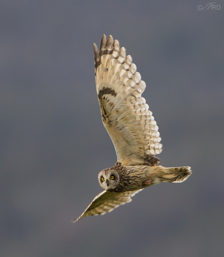 short eared owl 5114 ron dudley