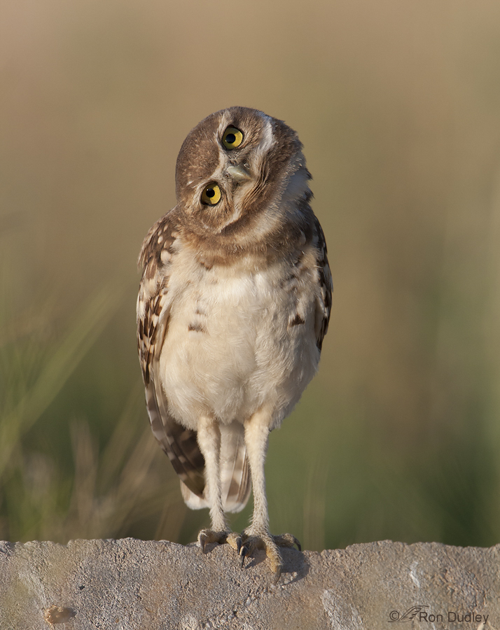 short eared owl 8941 ron dudley