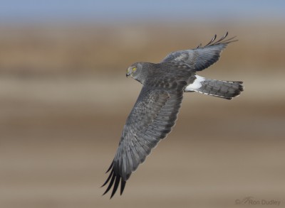 Male Northern Harrier – The Gray Ghost – Feathered Photography