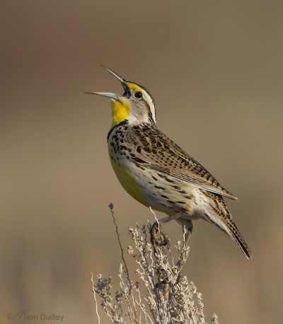 My First Western Meadowlark Of The Season – Feathered Photography