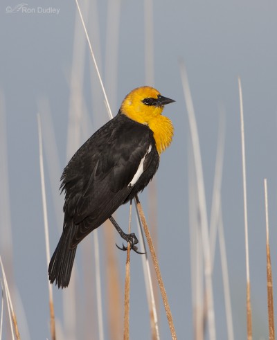 Displaying Yellow-headed Blackbird – Feathered Photography