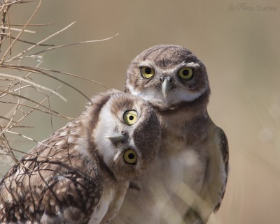 Burrowing Owl Youngsters – Hams Of The Bird World – Feathered Photography