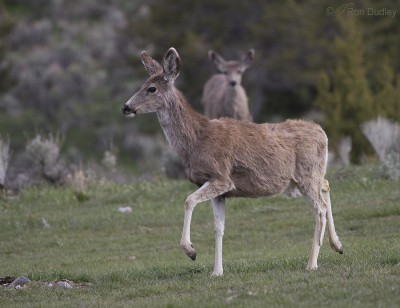 West Desert Mule Deer Behaviors – Feathered Photography