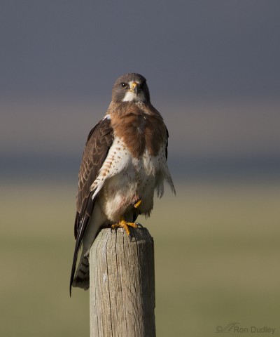 A Stunning Dark Morph Swainson’s Hawk « Feathered Photography