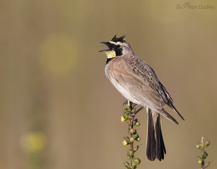 Horned Lark On Mullein Feathered Photography