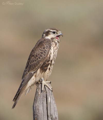 The Tamest Prairie Falcon Of Them All – Feathered Photography