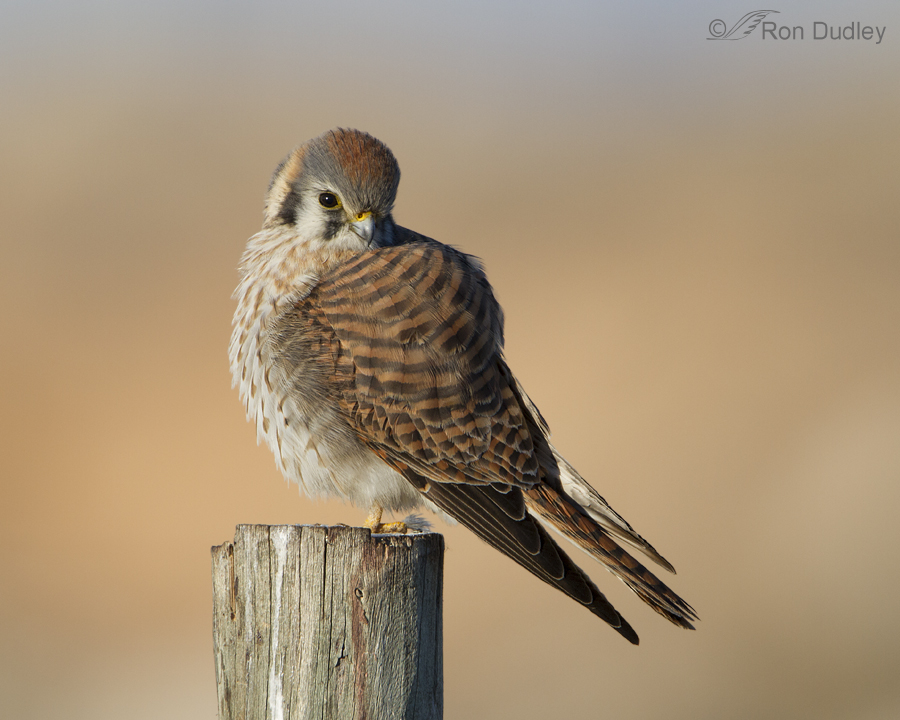 The Many Moods Of A Female American Kestrel – Feathered Photography