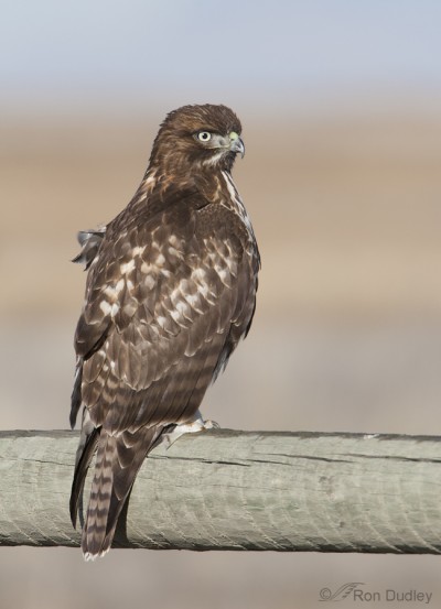 A Goofy-looking Red-tailed Hawk – Feathered Photography