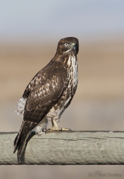 A Goofy-looking Red-tailed Hawk – Feathered Photography