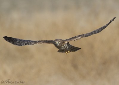 A New Northern Harrier Behavior (for me) – Feathered Photography