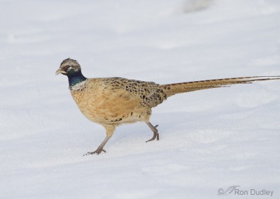 Some Very Odd-looking Pheasants – Feathered Photography