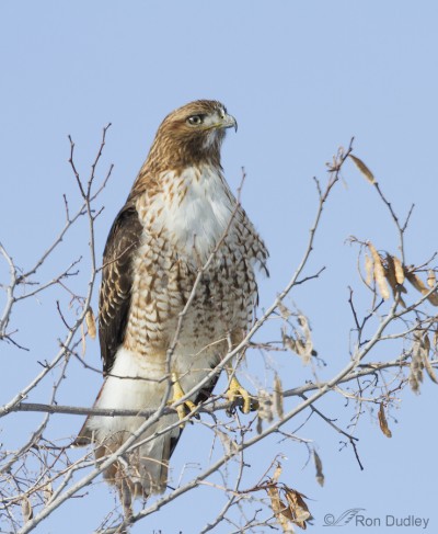 A Possibly Damaged Adult Red-tailed Hawk (and a lesson in jumping to ...