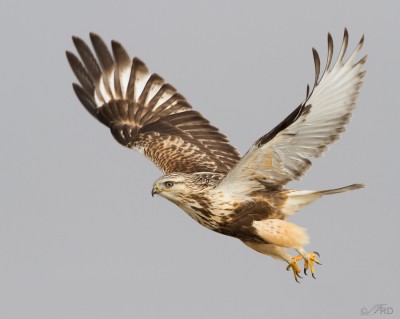 Dark Morph Rough-legged Hawk In Flight – Feathered Photography