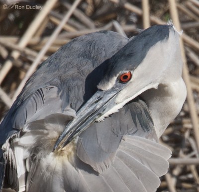 Preening And The Uropygial (preen) Gland – Feathered Photography