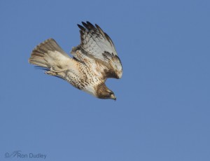 Red-tailed Hawk In A Steep Dive (and a point about rotation ...