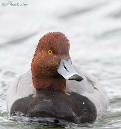 Redhead Pair – Feathered Photography