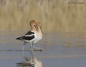 Female American Avocet In Flight – Feathered Photography