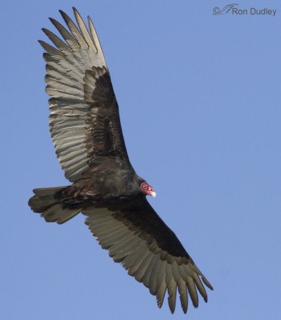 Turkey Vulture – Feathered Photography