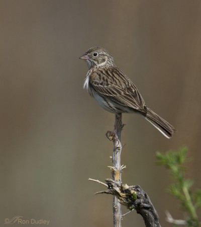 Vesper Sparrow – Feathered Photography