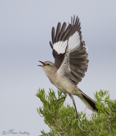 Northern Mockingbird Displaying In Low Light – Feathered Photography