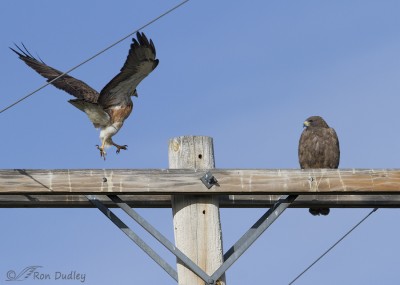 Mating Swainson’s Hawks – Feathered Photography