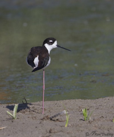 This Is Why They’re Called “Stilts” – Feathered Photography