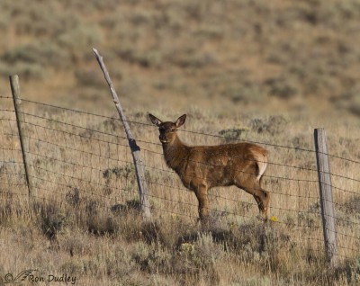 An Elk Calf In Distress – Feathered Photography