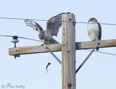 Ferruginous Hawks – Strange Behavior With Nesting Material – Feathered ...