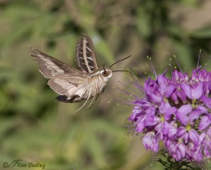 Sphinx (Hummingbird) Moth In Flight – (5 images) – Feathered Photography