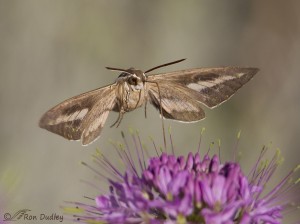 White-lined Sphinx Moth (Hummingbird Moth) – Feathered Photography