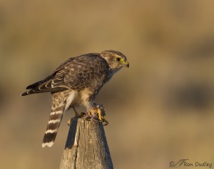 Merlin With Prey In Approaching Fog – Feathered Photography