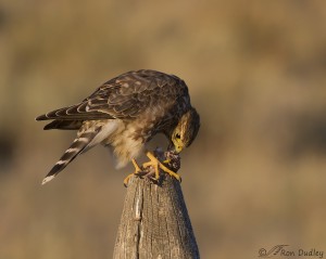 Merlin With Prey In Approaching Fog – Feathered Photography