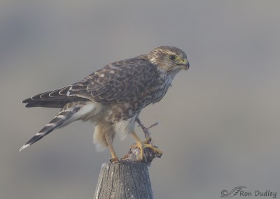 Merlin With Prey In Approaching Fog – Feathered Photography