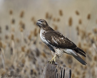 Red-tailed Hawk With Prey – Feathered Photography